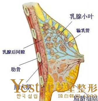 丰胸有哪些方法