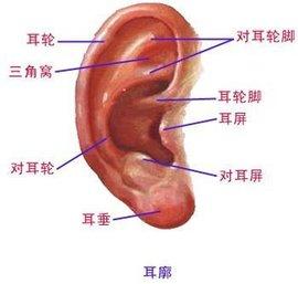 先天性扁平耳怎么进行耳廓整形