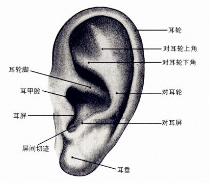 武汉丰耳垂多少钱