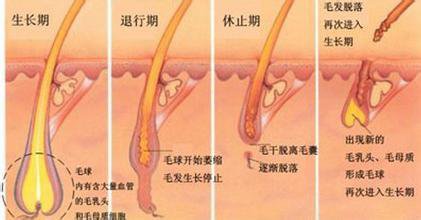 冰点脱毛效果可以保持多久?